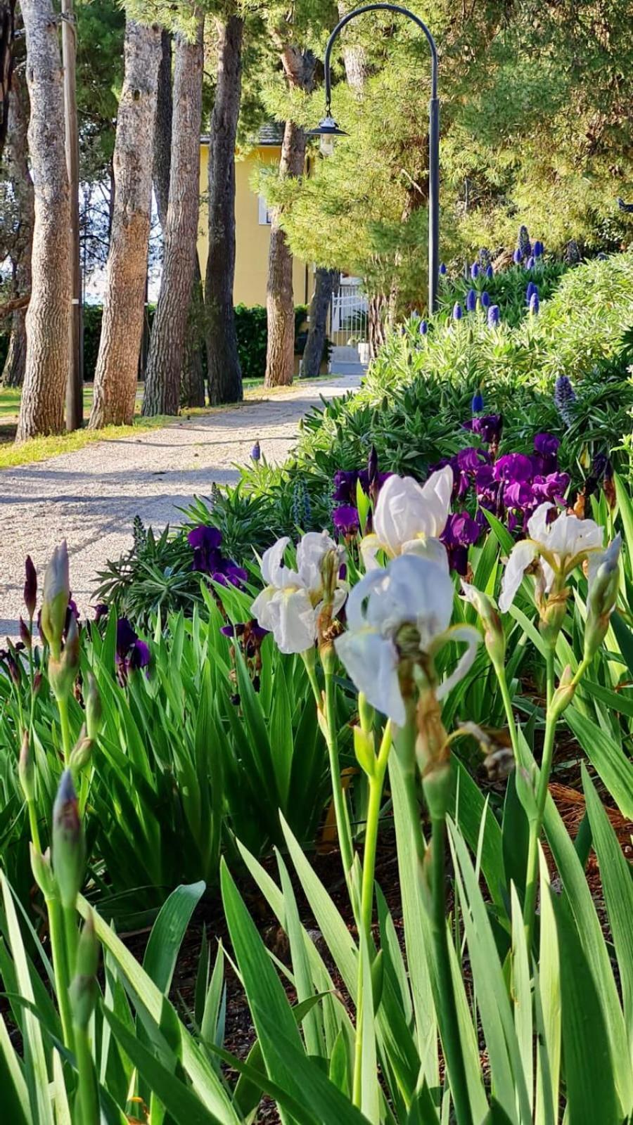 Bed and Breakfast Tra Gli Alberi E Il Mare Sirolo Exterior foto